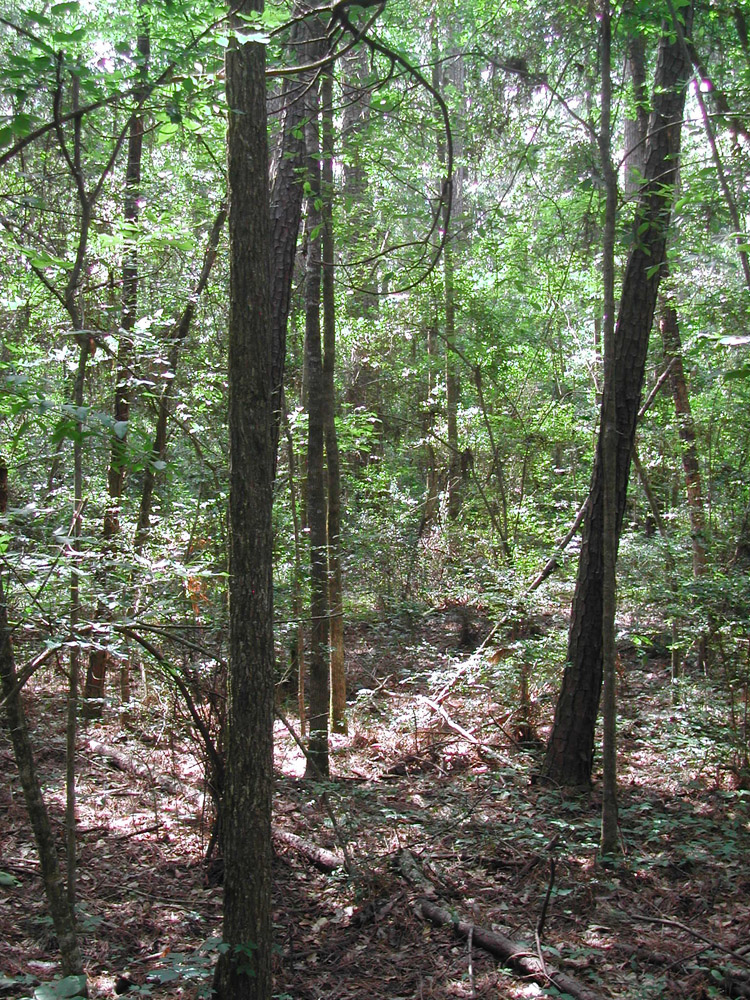 Davy Crockett National Forest