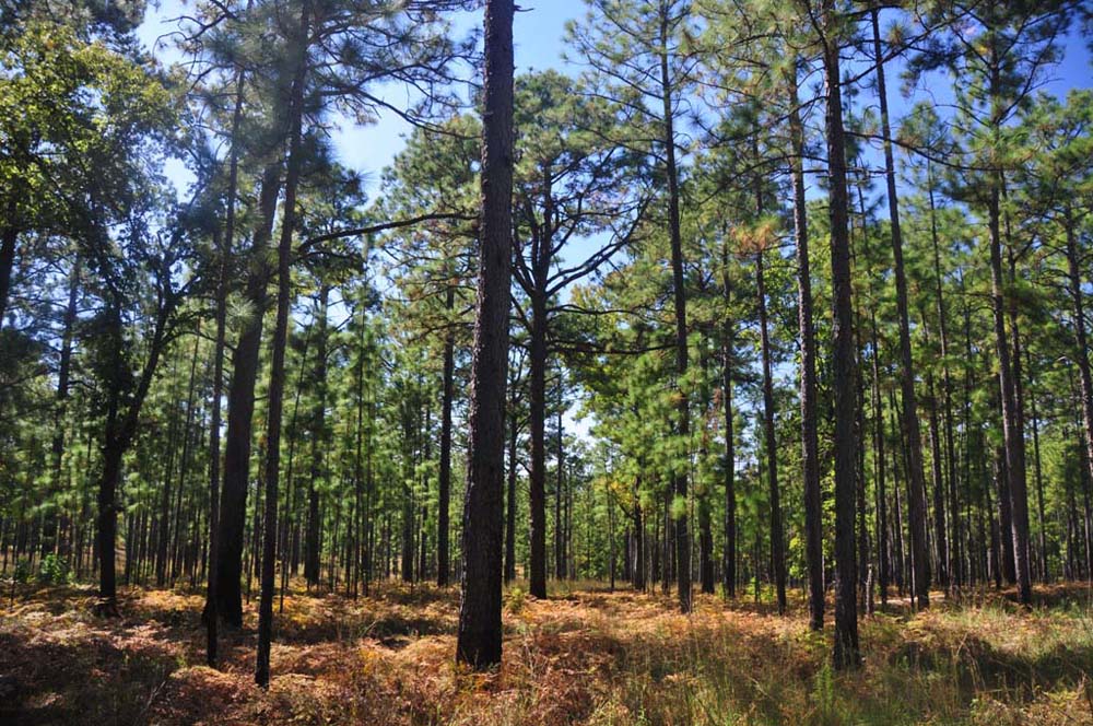 E.O. Siecke State Forest