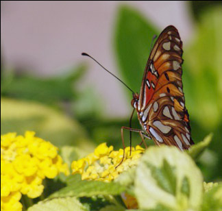 East Texas Arboretum