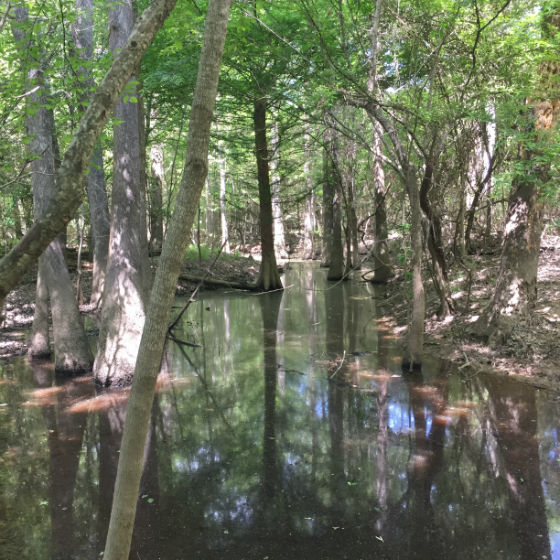 Martin Dies Jr. State Park