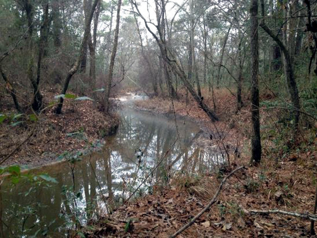 Sam Houston National Forest